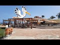 Birds of the beach bar. Sharm el sheikh #shorts