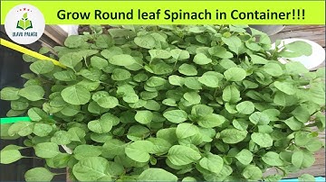Grow Amaranth spinach - Round leaf Spinach in Container!!! - in English # Ulavu-Palagu