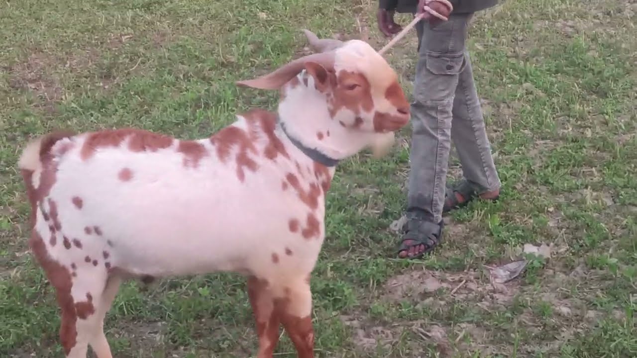 Top quality ka breeder for sale Raju Bakra farm 9889148689