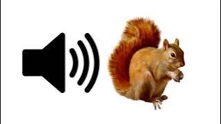 Squirrel - Sound Effect | ProSounds
