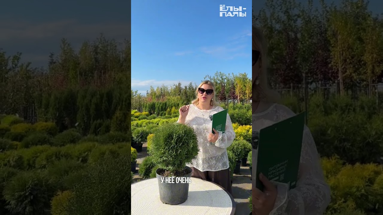 Обзор сортов шаровидных туй в питомнике ЁЛЫ ПАЛЫ