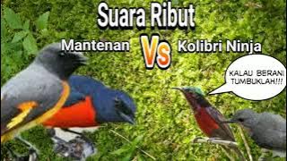 Suara pikat Mantenan ribut vs kolibri untuk pikat burcil hutan