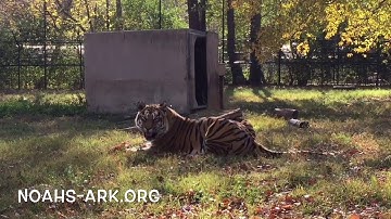 Tigers love catnip too! - Noah