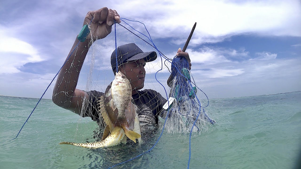 menjaring ikan  di laut  dangkal banyak ikan  ketambak dan 