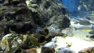 DSCN0115.avi