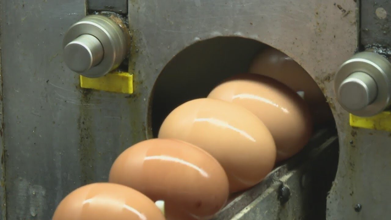 Bird Flu causing egg prices to rise - YouTube