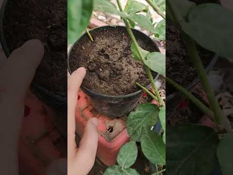 زراعه متسلق الياسمين الاحمر الهندي المتسلق 