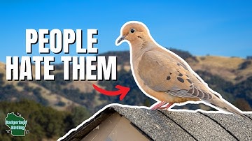 5 Reasons Why I Love Mourning Doves...and You Should Too!