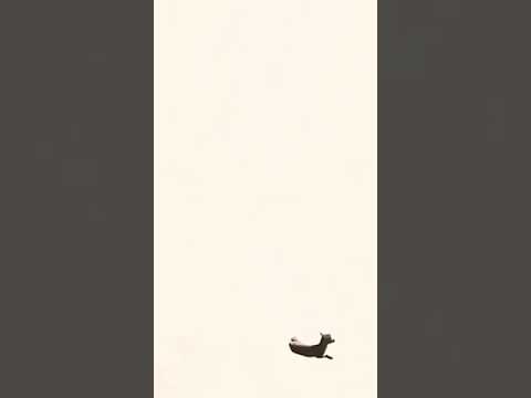 هكذا يصطاد العقاب Eagle Hunting 