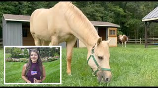 WMBCTV: Healing Beyond Hospital Walls - Equine Therapy Offers Cancer Patients a New Path to Recovery
