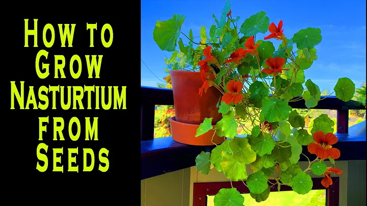 How to Grow Nasturtium from Seeds - DayDayNews