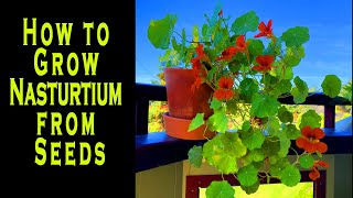 How to Grow Nasturtium from Seeds