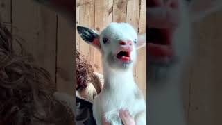 kid Sound - goat baby sound | baby goat Sound