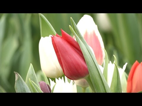 Video: Tulpaner. Skötsel, Odling, Reproduktion. Landning. När Ska Man Plantera. Sorter, Hybrider, Arter. Dekorativ Blommande. Blommor. Ett Foto