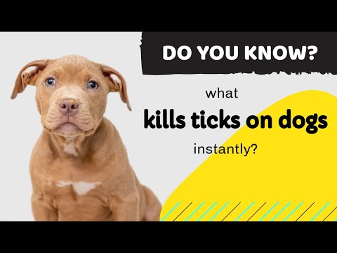 Video: Do Blch & Tick Killers Harm Dogs?