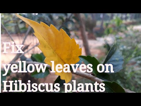 วีดีโอ: Hibiscus Losing Leaves - เรียนรู้เกี่ยวกับ Leaf Drop บนพืช Hibiscus