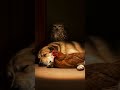 잠든 개와 닭을 지켜보는 부엉이 dog &amp; chicken &amp; owl