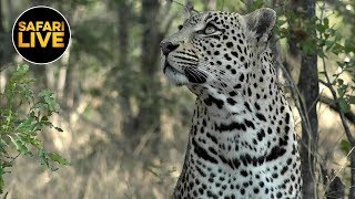 safariLIVE - Sunrise Safari - June 10, 2019