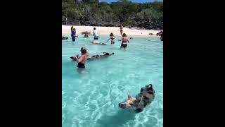 Spiaggia Dei Maiali Alle Bahamas