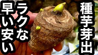 タイムセール 探し方 保存版 格安種芋入手から簡単な芽出し方法を大公開 サトイモ フラワー・ガーデニング