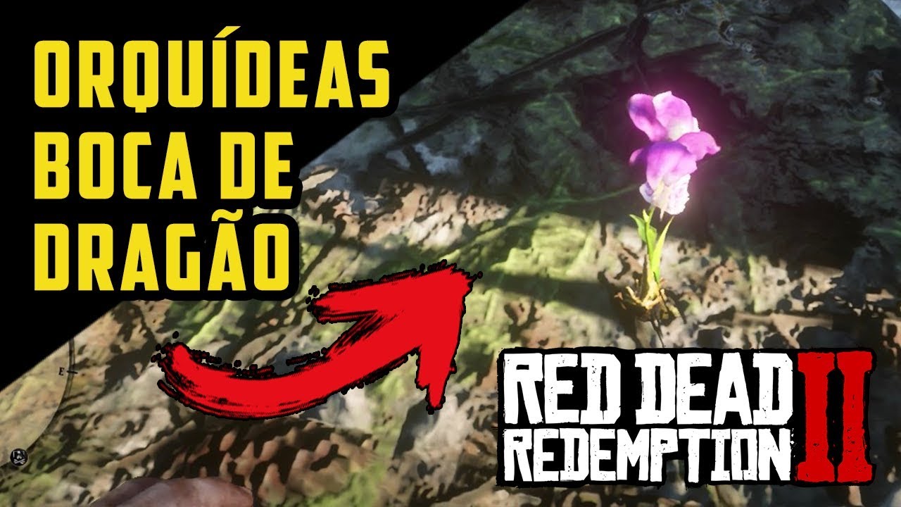 RED DEAD REDEMPTION 2 – ORQUÍDEAS BOCA DE DRAGÃO (ITENS EXÓTICOS) | RDR2  100% PT-BR - thptnganamst.edu.vn