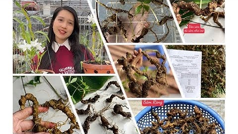 Sâm rừng Lai Châu siêu chất lượng củ ốm dài ngoằng, sâm ngọc linh trồng trên đồi thảo quả thơm nức