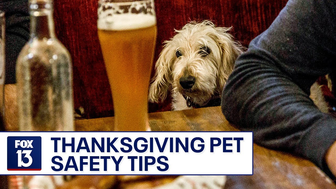 Thanksgiving suggestions for pet owners: Which foods can they
