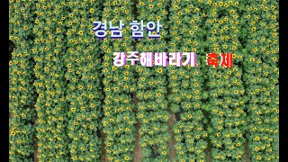 경남 함안 강주해바라기축제 드론영상