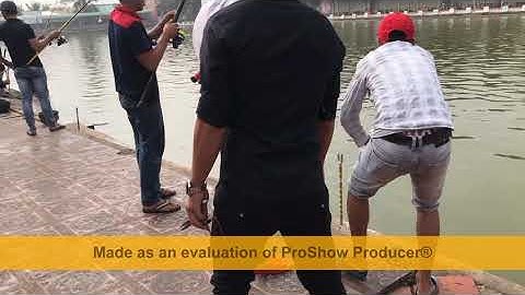 Dùng dây trilene 25lb 0.48mm bắt Bò Golfish Ps: video giải 1 mặt Golfish 2019