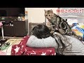 妹にこたつを占領され怒って全力で奪い返しに来た猫ｗ
