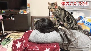 妹にこたつを占領され怒って全力で奪い返しに来た猫ｗ
