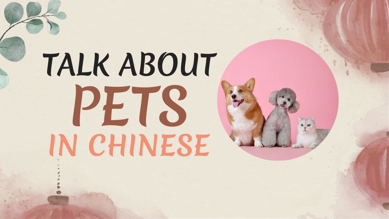How to Talk about Pets in Mandarin Chinese YouTube