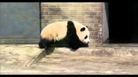 Cute alert! Panda cubs tumble, climb trees at breeding centers