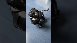 Entertainment Robot Dog Sony AIBO ERS-1000 Real Black Sesame Custom Edition