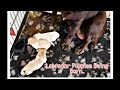Labrador Puppies Being Born | Our Family Dog Delivering Her Babies..♥️
