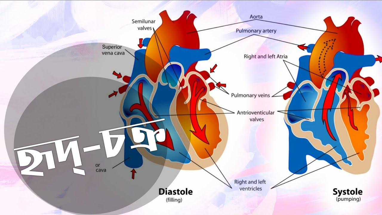 Cardiac cycle - YouTube