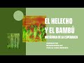 EL HELECHO Y EL BAMBÚ