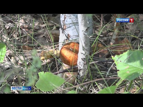 В Омской области - небывалый урожай грибов