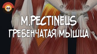 Гребенчатая мыщца (m. pectineus) 3D Анатомия