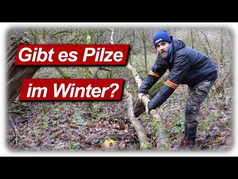 Video: Winterpilz: Beschreibung, nützliche Eigenschaften