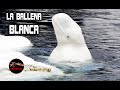 BALLENA BLANCA GIGANTE – Ballenas gigantes reales - Beluga Gigante - El unicornio marino