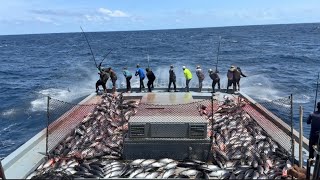 FULL VIDEO OF CATCHING 8 TONS OF SKIPJACK TUNA 🎣