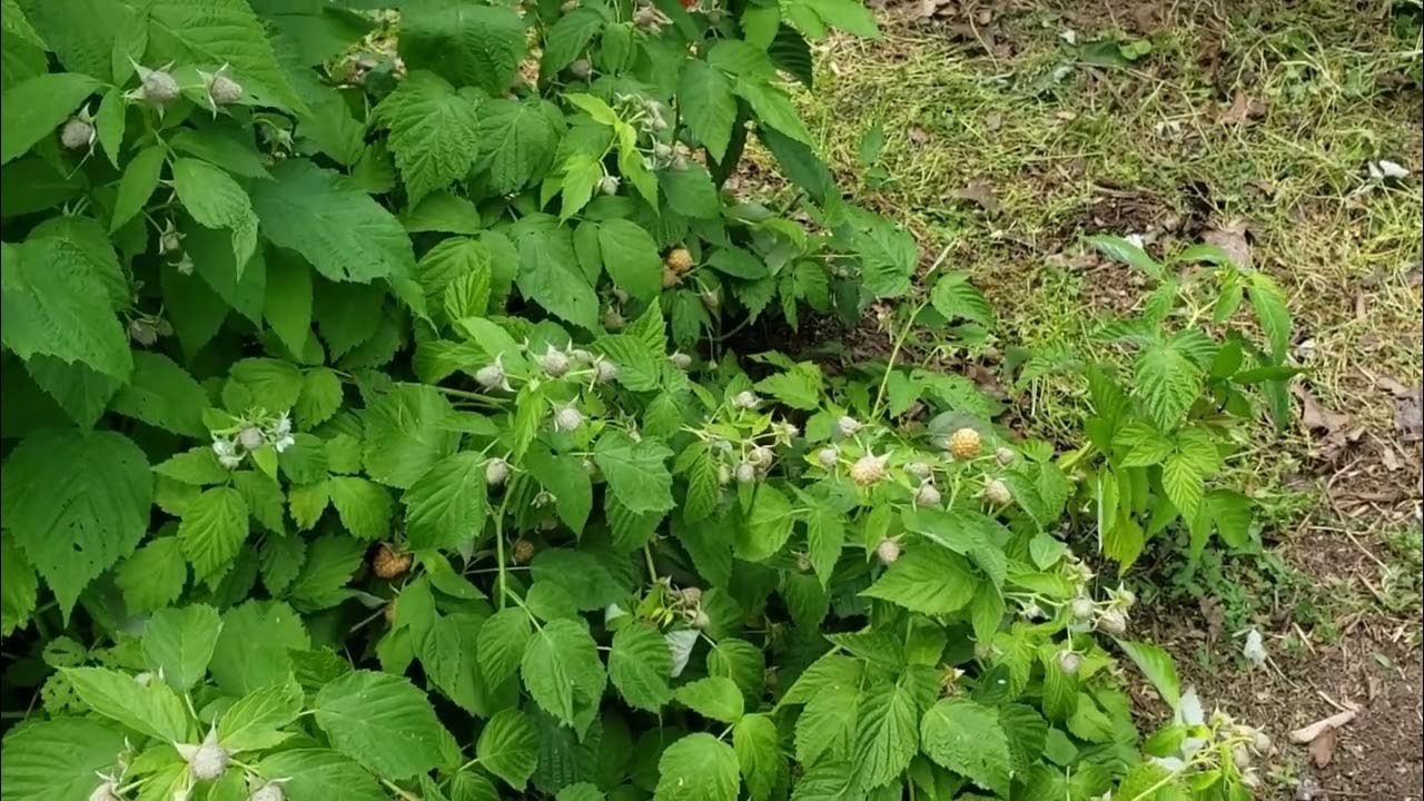 Joan J raspberry YouTube