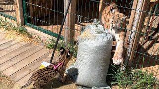 SERVAL MEETS LYNXES AND BOBCAT RUFUS