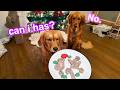 My Dogs Bake Christmas Cookies!