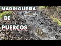 CACERIA DE PUERCO 2021 | Encontramos La MADRIGUERA