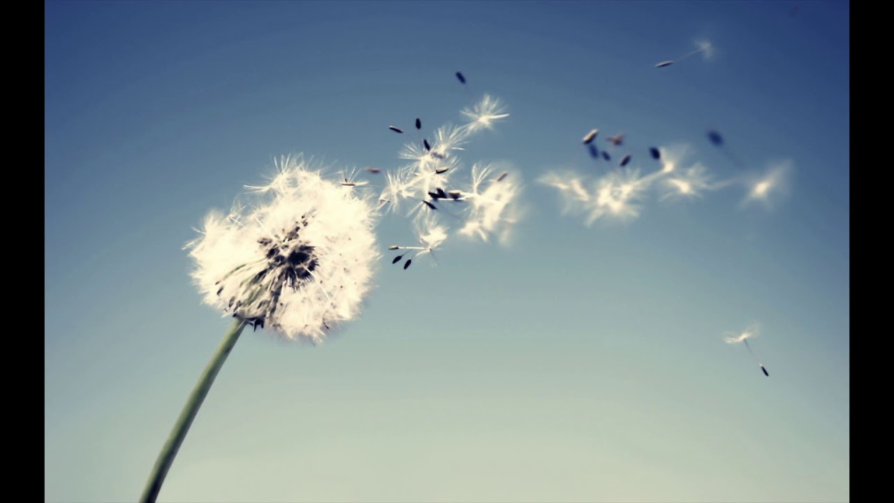 study music for kids Johannes Bornlöf - Ambre by Nils Frahm (Official Video)