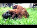 オランウータンのミミとドーネの交尾🦧オランの交尾、残念ながらその後は死産。