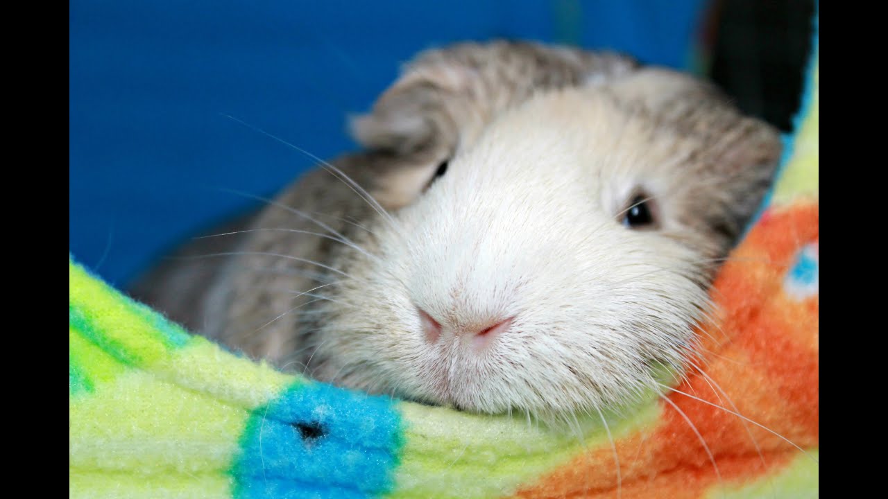 My 7 Guinea Pigs & Bunny Cage Tours/Updates YouTube