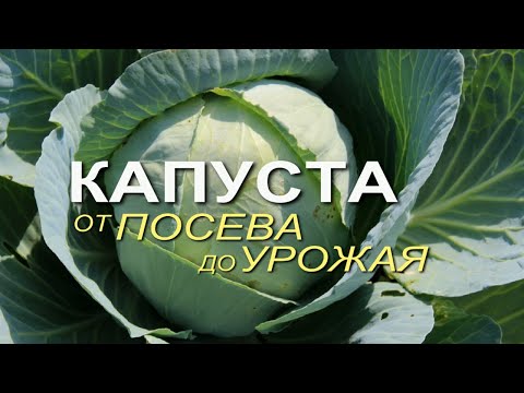 Основные этапы выращивания КАПУСТЫ от посева до урожая! Советы от ЗЕЛЕНОГО ОГОРОДА!